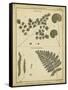 Diderot Antique Ferns IV-Daniel Diderot-Framed Stretched Canvas