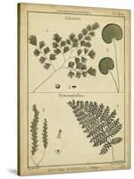 Diderot Antique Ferns IV-Daniel Diderot-Stretched Canvas