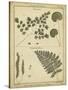 Diderot Antique Ferns IV-Daniel Diderot-Stretched Canvas