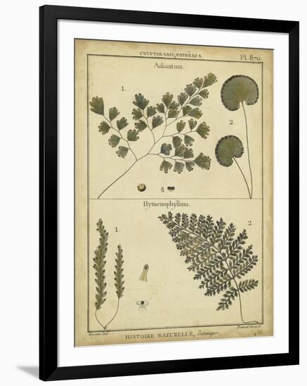 Diderot Antique Ferns IV-Daniel Diderot-Framed Art Print