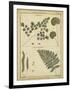 Diderot Antique Ferns IV-Daniel Diderot-Framed Art Print