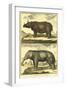 Diderot's Elephant and Rhino-Denis Diderot-Framed Art Print