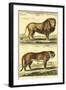 Diderot's Lion and Tiger-Denis Diderot-Framed Art Print