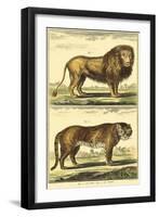 Diderot's Lion and Tiger-Denis Diderot-Framed Art Print