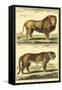 Diderot's Lion and Tiger-Denis Diderot-Framed Stretched Canvas