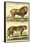 Diderot's Lion and Tiger-Denis Diderot-Framed Stretched Canvas