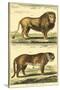 Diderot's Lion and Tiger-Denis Diderot-Stretched Canvas