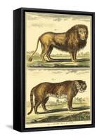 Diderot's Lion and Tiger-Denis Diderot-Framed Stretched Canvas