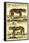 Diderot's Panther and Leopard-Denis Diderot-Framed Stretched Canvas