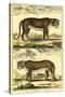 Diderot's Panther and Leopard-Denis Diderot-Stretched Canvas