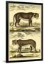 Diderot's Panther and Leopard-Denis Diderot-Framed Art Print