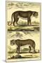 Diderot's Panther and Leopard-Denis Diderot-Mounted Art Print