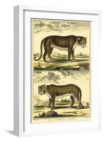 Diderot's Panther and Leopard-Denis Diderot-Framed Art Print