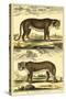 Diderot's Panther and Leopard-Denis Diderot-Stretched Canvas