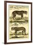 Diderot's Panther and Leopard-Denis Diderot-Framed Art Print