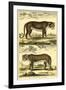 Diderot's Panther and Leopard-Denis Diderot-Framed Art Print