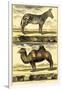 Diderot's Zebra and Camel-Denis Diderot-Framed Art Print