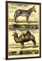 Diderot's Zebra and Camel-Denis Diderot-Framed Art Print