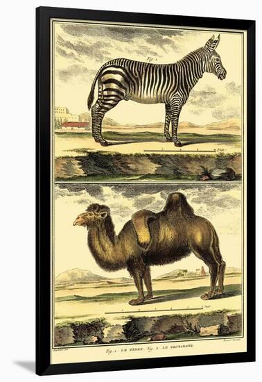 Diderot's Zebra and Camel-Denis Diderot-Framed Art Print
