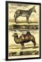 Diderot's Zebra and Camel-Denis Diderot-Framed Art Print