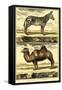 Diderot's Zebra and Camel-Denis Diderot-Framed Stretched Canvas