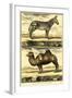 Diderot's Zebra and Camel-Denis Diderot-Framed Art Print