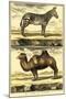 Diderot's Zebra and Camel-Denis Diderot-Mounted Art Print