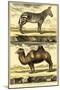 Diderot's Zebra and Camel-Denis Diderot-Mounted Art Print