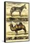 Diderot's Zebra and Camel-Denis Diderot-Framed Stretched Canvas