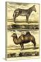 Diderot's Zebra and Camel-Denis Diderot-Stretched Canvas