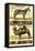 Diderot's Zebra and Camel-Denis Diderot-Framed Stretched Canvas