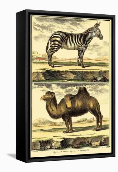 Diderot's Zebra and Camel-Denis Diderot-Framed Stretched Canvas