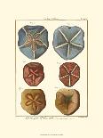 Sand Dollars II-Diderot-Art Print