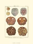 Sand Dollars III-Diderot-Art Print