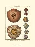 Venus Shells, Pl.281-Diderot-Art Print