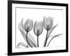 Didiers Tulip-Albert Koetsier-Framed Art Print