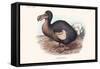 Didus Cucullatus, Dodo,-Lionel Walter Rothschild-Framed Stretched Canvas