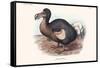 Didus Cucullatus, Dodo,-Lionel Walter Rothschild-Framed Stretched Canvas