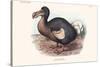 Didus Cucullatus, Dodo,-Lionel Walter Rothschild-Stretched Canvas