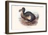 Didus Cucullatus, Dodo,-Lionel Walter Rothschild-Framed Art Print