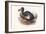 Didus Cucullatus, Dodo,-Lionel Walter Rothschild-Framed Art Print