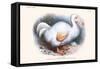 Didus Solitarius Dodo-Lionel Walter Rothschild-Framed Stretched Canvas