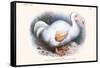 Didus Solitarius Dodo-Lionel Walter Rothschild-Framed Stretched Canvas