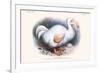 Didus Solitarius Dodo-Lionel Walter Rothschild-Framed Premium Giclee Print