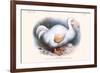 Didus Solitarius Dodo-Lionel Walter Rothschild-Framed Premium Giclee Print