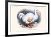 Didus Solitarius Dodo-Lionel Walter Rothschild-Framed Art Print