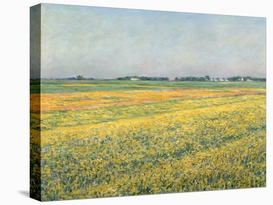 Die Ebene um Gennevilliers, Gelbe Felder (La plaine de Gennevilliers, champs jaunes). 1884-Gustave Caillebotte-Stretched Canvas