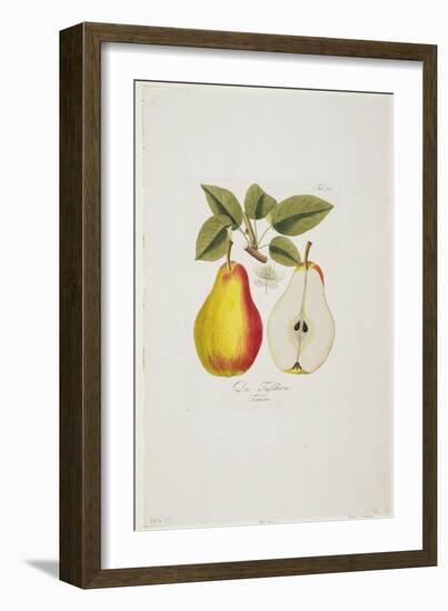 Die Fassbirn from 'Pomona Austriaca, Ou Arbres Fruitiers D'Autriche', 1787-96-Johann Kraft-Framed Giclee Print