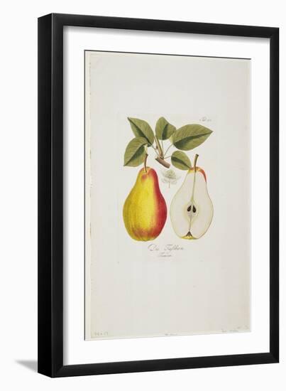 Die Fassbirn from 'Pomona Austriaca, Ou Arbres Fruitiers D'Autriche', 1787-96-Johann Kraft-Framed Giclee Print