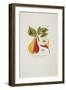 Die Gute Christbirn Aus Spanien from 'Pomona Austriaca, Ou Arbres Fruitiers D'Autriche', 1787-96-Johann Kraft-Framed Giclee Print